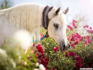 Виноград и роза. И лошадь. Блог Олёны Непомнящей.