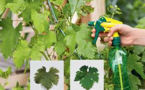 Защита винограда от болезней без "химии" .Блог Олёны Непомнящей.