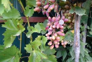 Защита винограда от болезней без химии.. Блог Олёны Непомнящей.