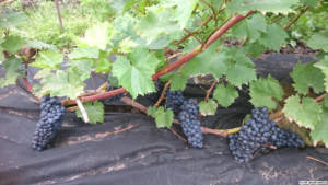 Сорт винограда Каберне Юра. Блог Олёны Непомнящей.