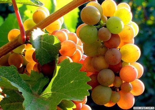 Это сладкое слово Veraison. Годовой цикл развития винограда.