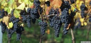 Гибриды винограда Сорт винограда Каберне Юра. Блог Олёны Непомнящей.
