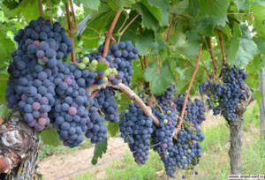 Обработка винограда во время созревания ягод. Блог Олёны Непомнящей.