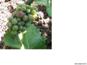 Оптина пустынь виноград в августе Блог Олёны Непомнящей.