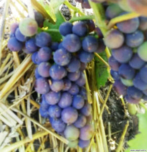 Оптина пустынь виноград в августе Регент