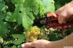 Обрезка кустов винограда Сергей Недохлбов статья в Блог Олёны Непомнящей.