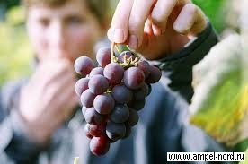 Вино сухое красное Специальные приемы Исправление кислого винограда. 