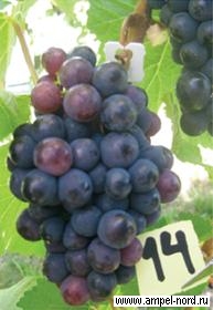 Улучшить качество вина наблюдая за виноградником