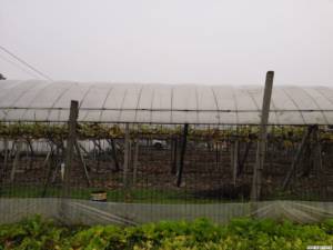 Виноград в Шанхае. Китай. Блог Олёны Непомнящей.