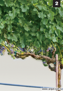 Улучшаем качество вина наблюдая за виноградником