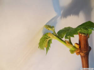 Укоренение черенков винограда. Блог Олёны Непомнящей.