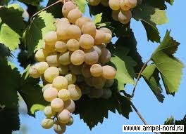 Сорт винограда Бианка. Блог Олёны Непомнящей.