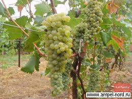Винные сорта винограда Крым.
