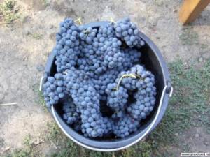 винные сорта винограда Крым Павел Голодрига