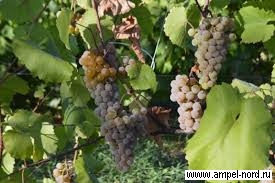 Винные сорта винограда Крым.