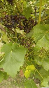 Сорт винограда Мугурел. Блог Олёны Непомнящей.