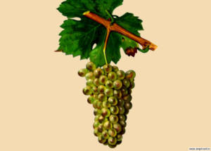 Средневековое происхождение современных сортов винограда .Блог Олёны Непомнящей.