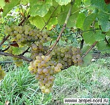 Средневековое происхождение современных сортов винограда .Блог Олёны Непомнящей.