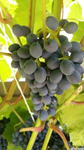 Сорт винограда Негритенок. Блог Олёны Непомнящей.
