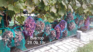 Михаил Гуцу Интенсивное виноградарство для севера. Московская область. Блог Олёны Непомнящей.