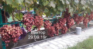 Михаил Гуцу Интенсивное виноградарство для севера. Московская область. Блог Олёны Непомнящей.