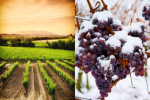 Вино и климат часть 1Блог Олёны Непомнящ