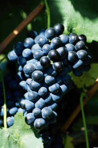 Вино и климат Часть 2 Имя винограда и его регион. . Блог Олёны Непомнящей.