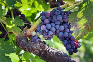 Вино и климат Часть 2 Имя винограда и его регион. . Блог Олёны Непомнящей.