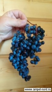Сорт винограда Васьковского 6