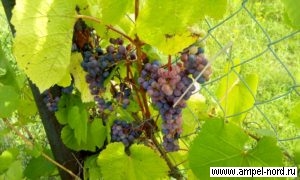 Сорт винограда Васьковского 6