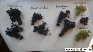 сорт винограда Васьковского 6