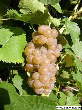 Сорт винограда Сейваль Блан.