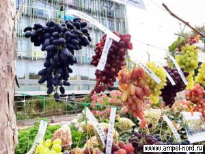 Выставка винограда МКВ. Калугины