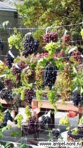 Выставка винограда в Аптекарском