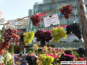 Выставка винограда МКВ. Елена Федоренко