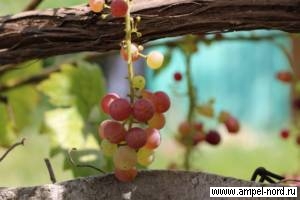 Удобрение виноградников. Блог Олёны Непомнящей.