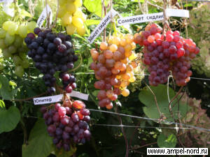 YII выставка винограда