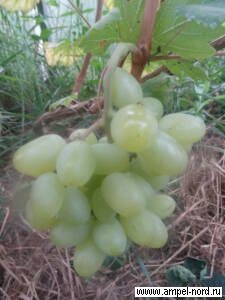 сорт винограда Ладанный 2