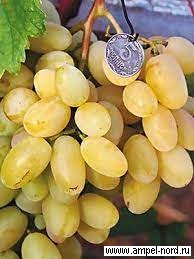 виноград ладанный 2 описание сорта фото отзывы