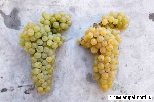адаптация виноградников