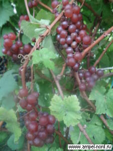 Виноград нуждается в солнце. Полив минимален, но в слишком жарком и засушливом климате  аромат у  сорта понижается