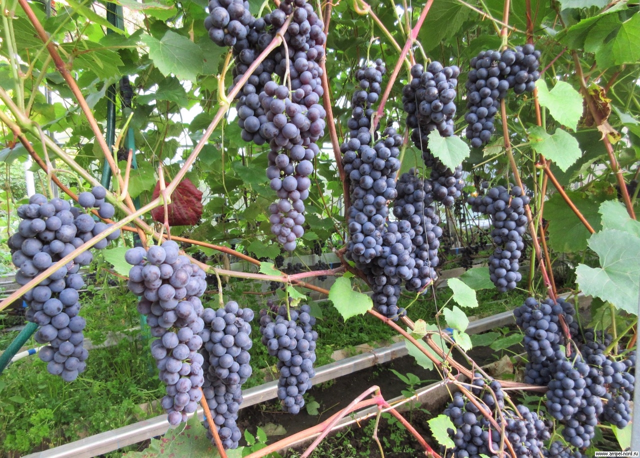 Каберне мичуринский виноград описание сорта фото