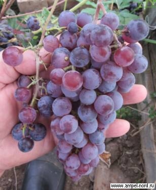 Новые сорта винограда для Подмосковья и севернее.