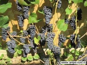 новые сорта винограда для подмосковья