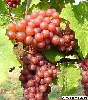 Сорт винограда Зигерребе.
