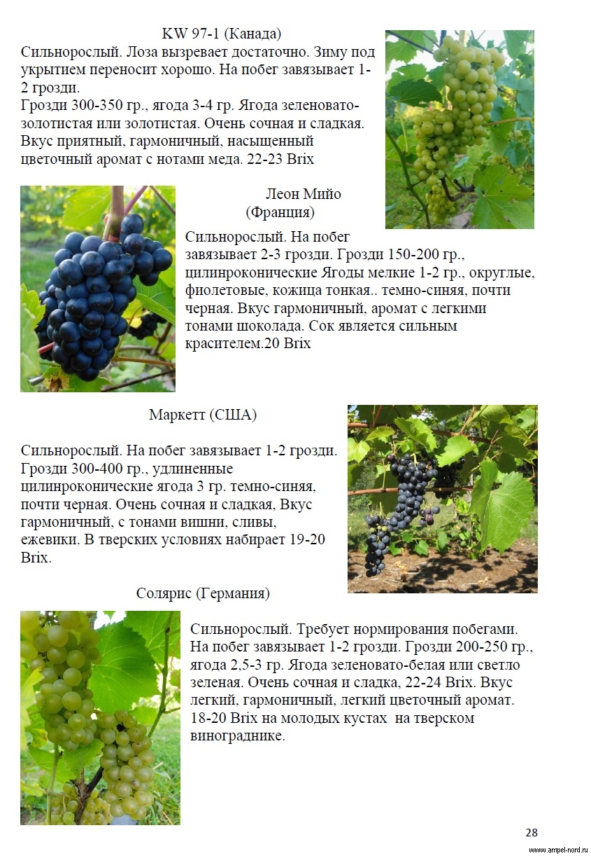 Сорта винограда для Тверской области названия, фото, описание