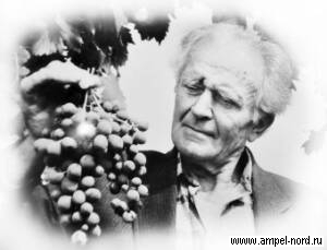 Александр Иванович Потапенко Сорта винограда 
