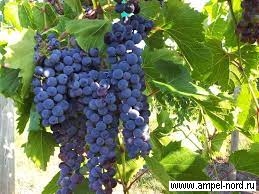 Сорт винограда Нуаре