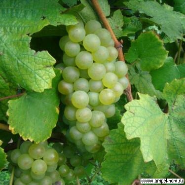 Сорт винограда Шардоне. И — много одноименных вин…