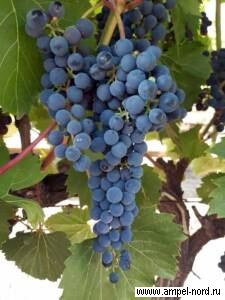 сорта винограда 2022